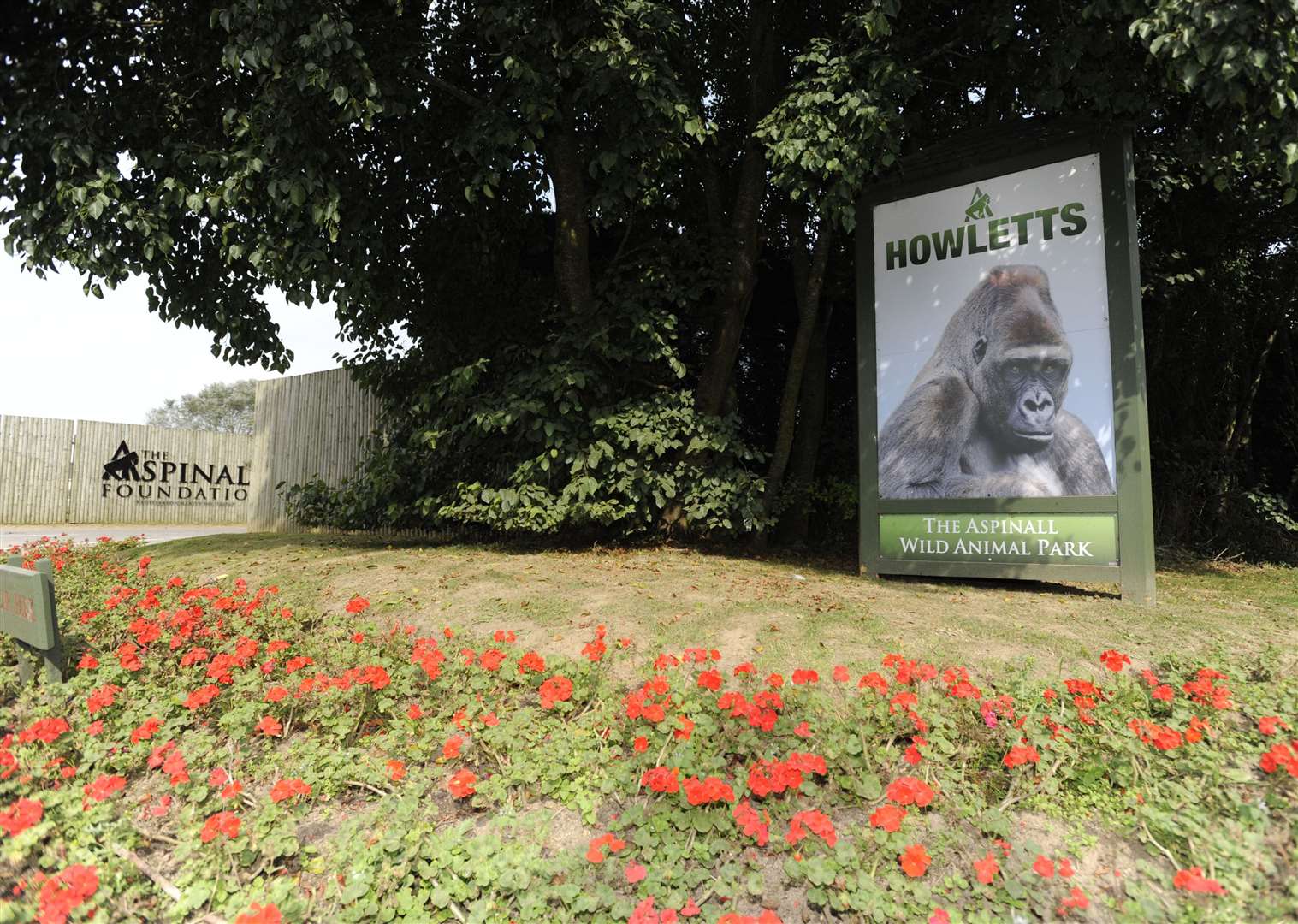 The gorillas are at Howletts Wild Animal Park in Bekesbourne