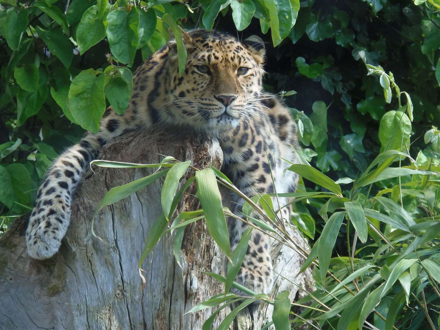 The accommodation will neighbour an Amur leopard enclosure