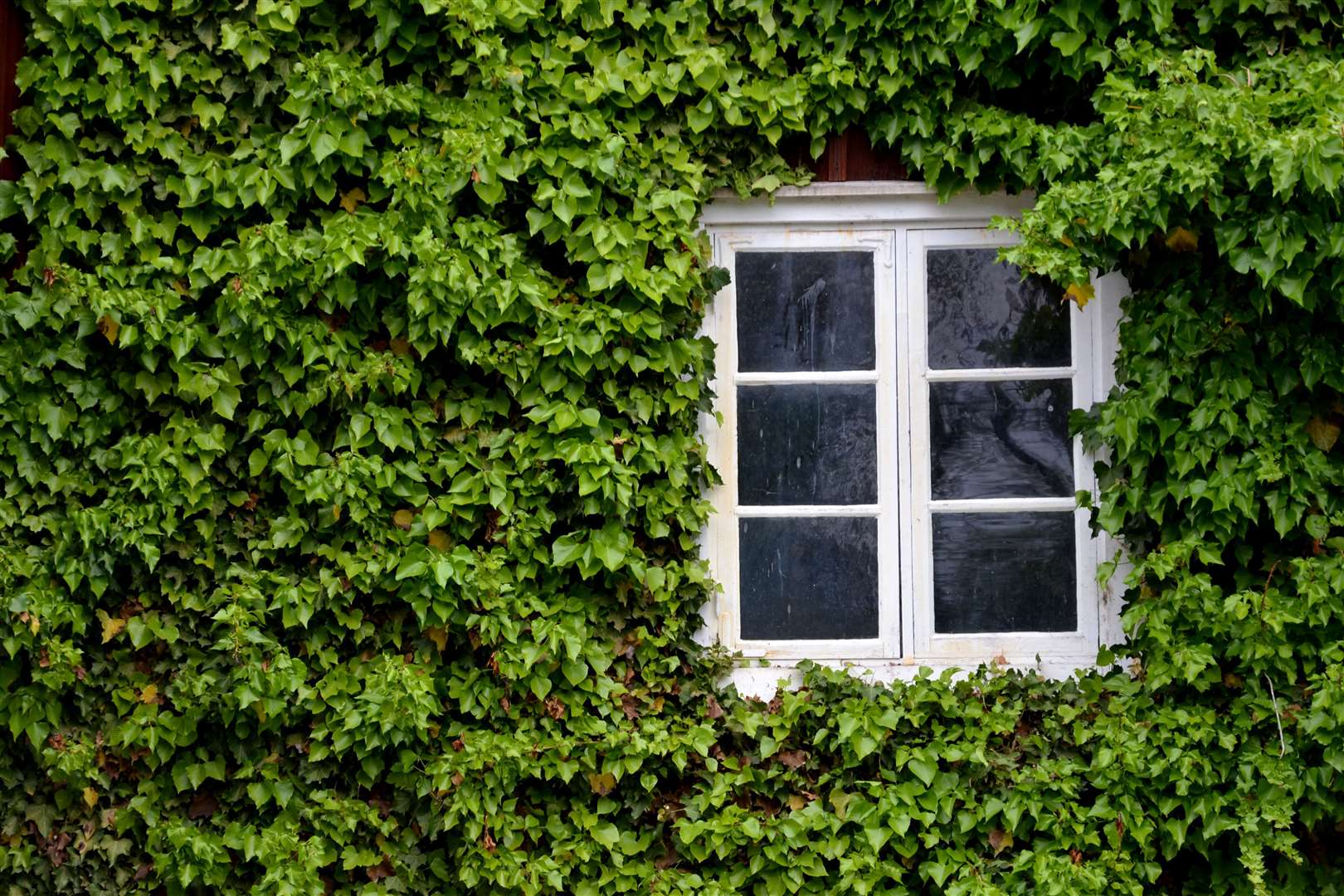 Ivy is easy to take down but can grow rapidly. Photo: Svitlana Tytska/ Shutterstock