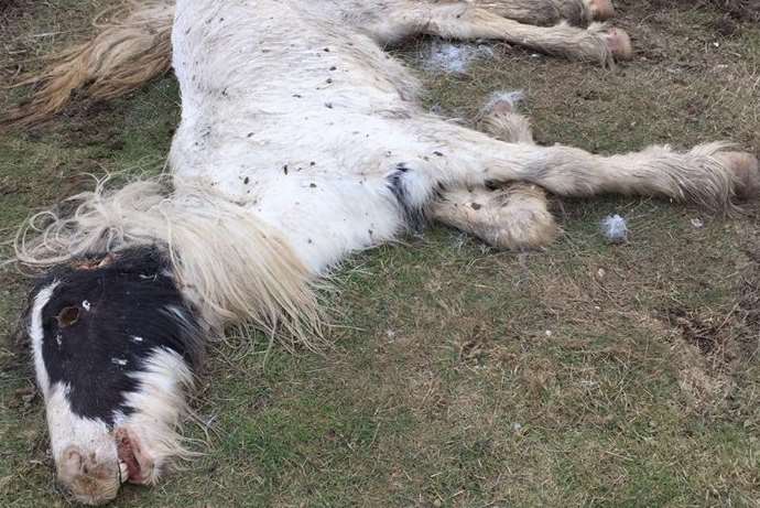 A dead horse discovered in the field