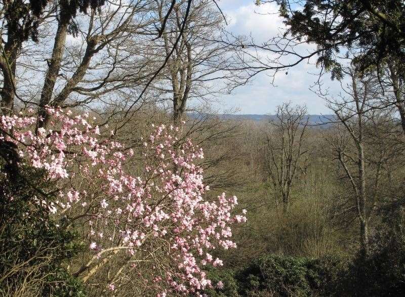 See the woodland flowers at Stonewall Park. Picture: National Garden Scheme