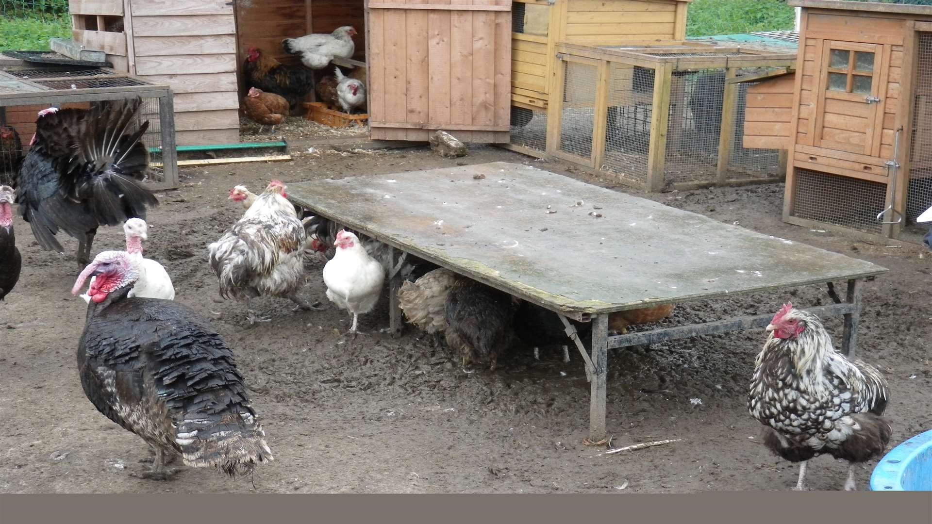 Some of the poultry which were found to have been unnecessarily suffering after an RSPCA investigation.