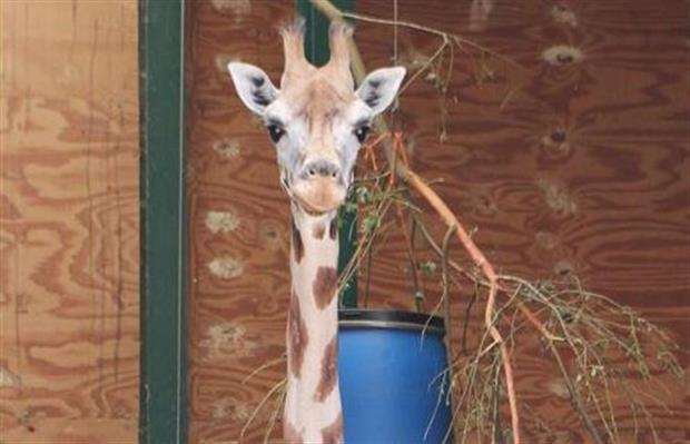 Lunar the giraffe, who's waiting to give birth (2510715)