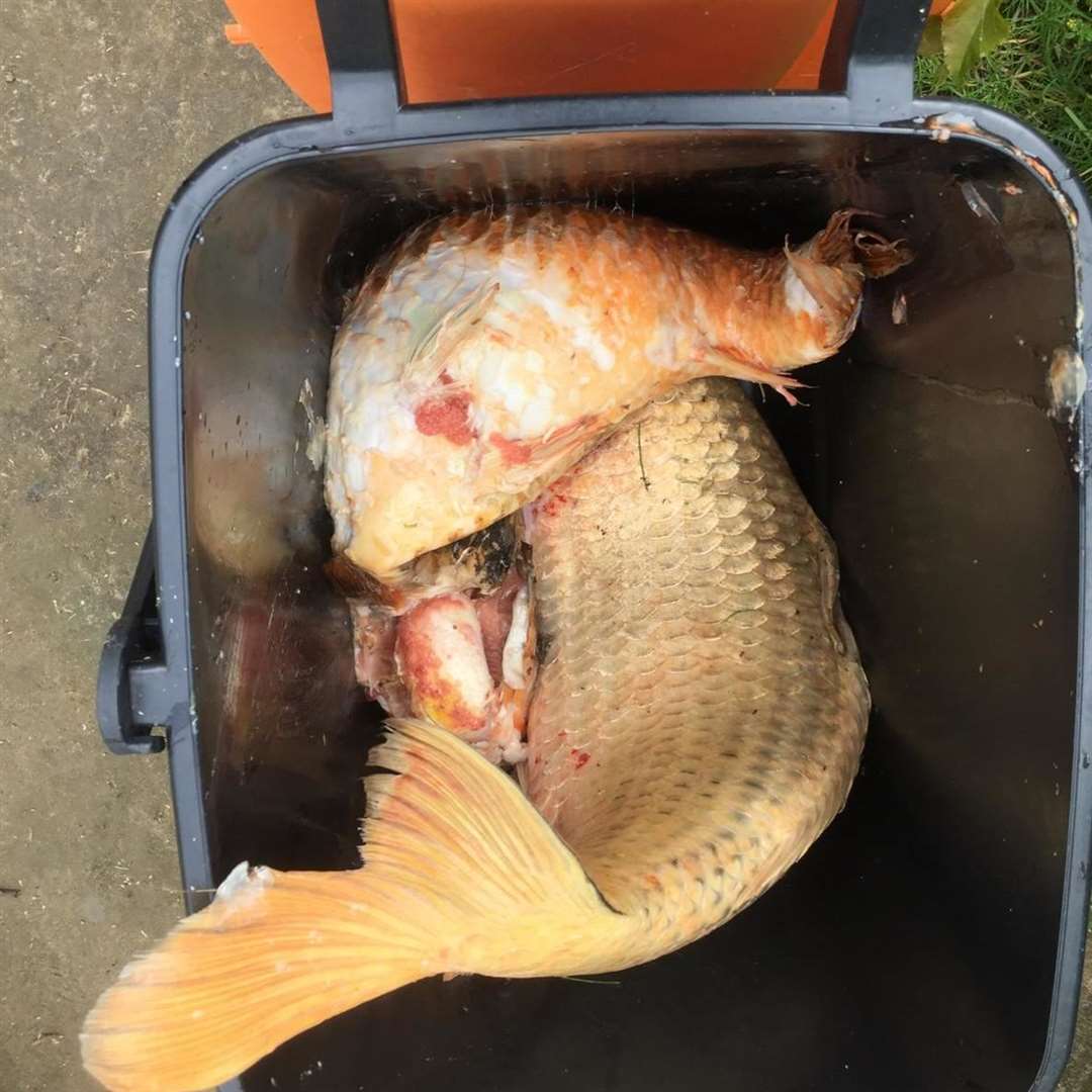 Some fish that have been recovered from the pond. Picture: Brad Voak