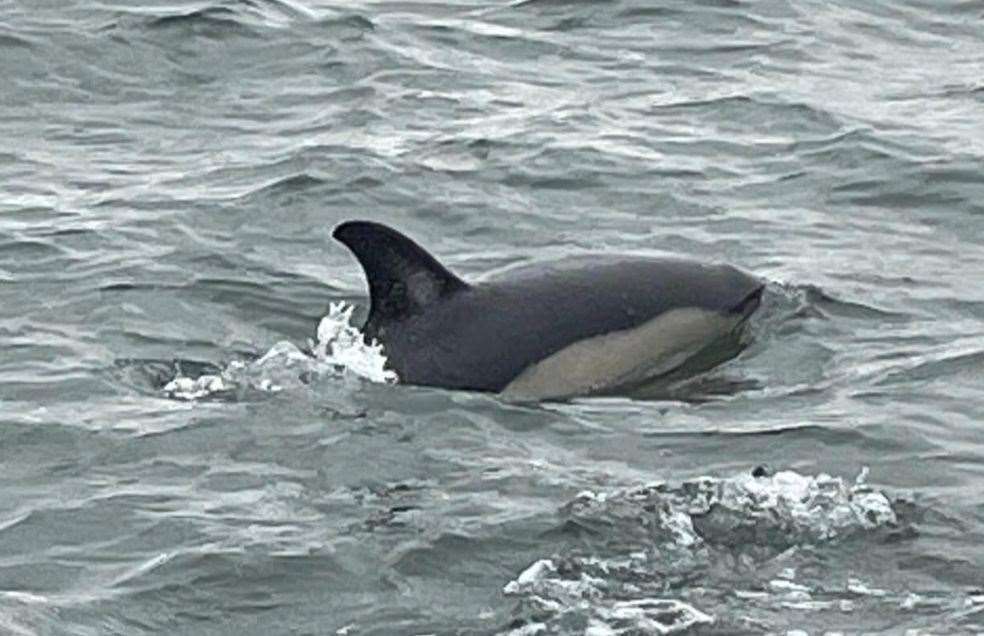 The dolphins spotted off the coast of Whitstable were over six feet long