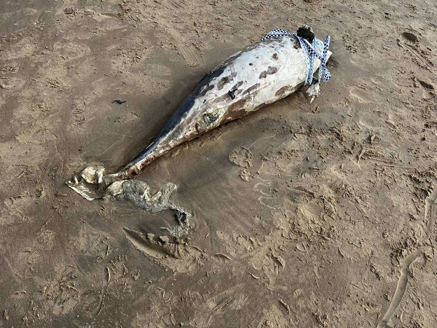 A dead porpoise was found on Dymchurch beach. Picture: HM Coastguard Romney Marsh via Facebook