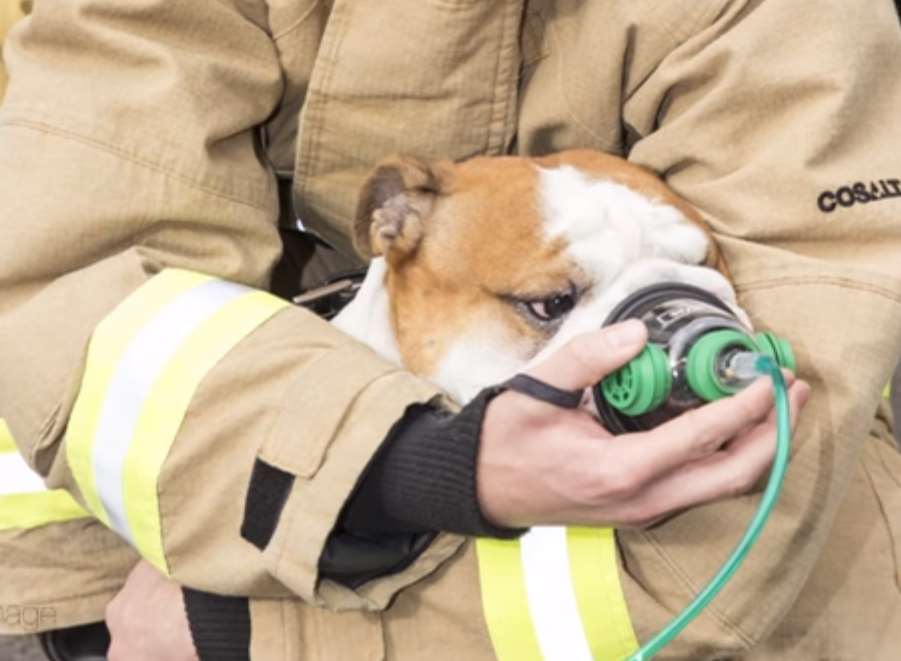 Firefighters used a pet oxygen mask on the dog. Stock picture