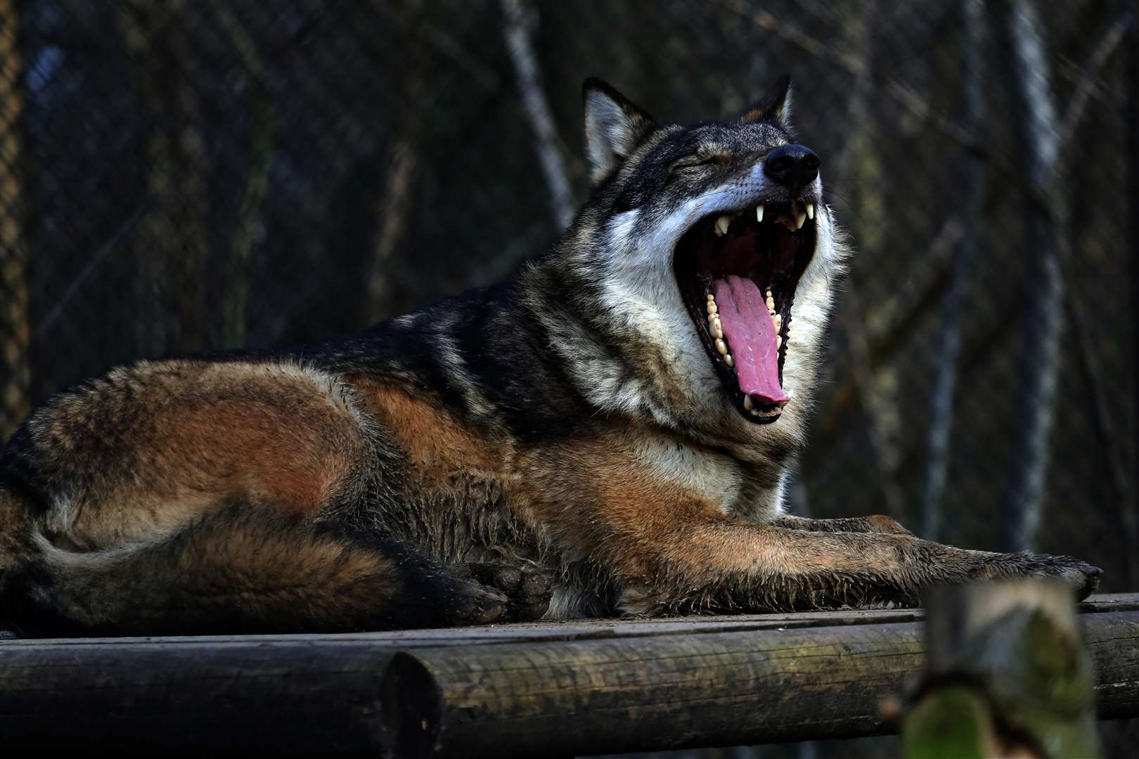 Open wide - a wolf bares its teeth at Wildwood (1221937)