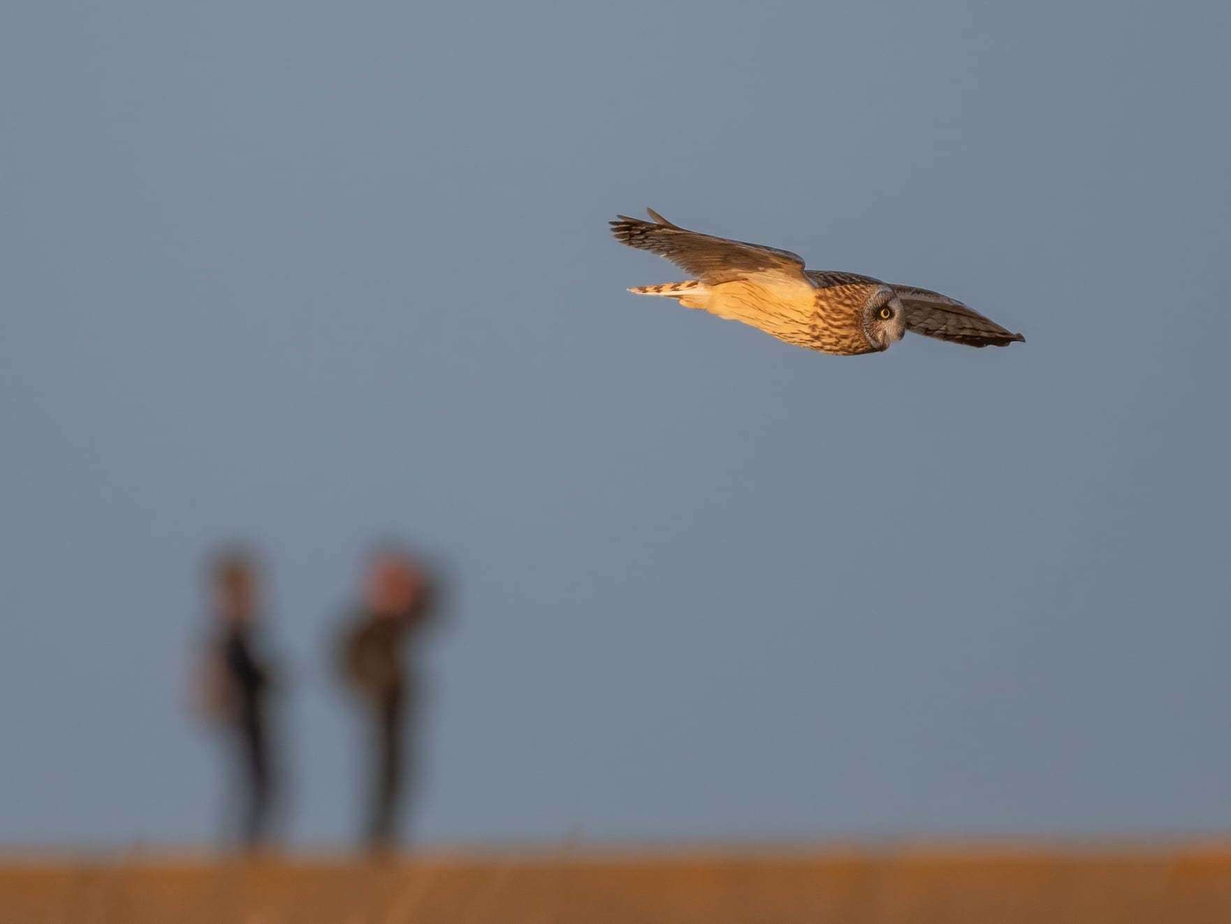 The short-eared owls in Reculver last week. Picture: Roger Stanger Photography