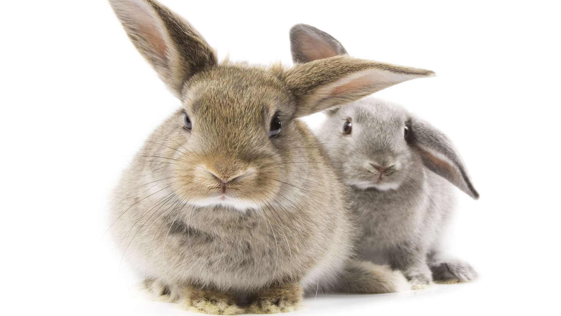 Rabbit owners have been warned about myxomatosis