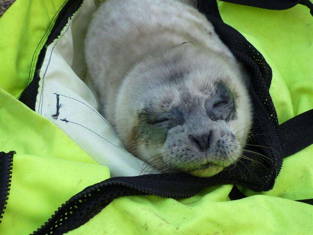 Tiny seal pup found at Sandwich Bay