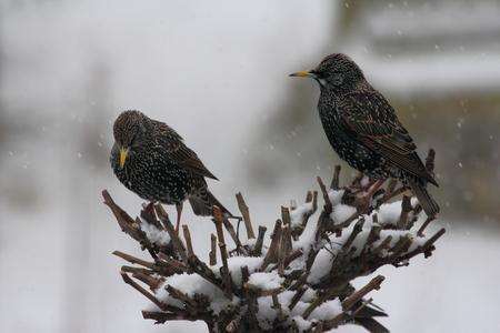 Harry McBridd photographed these starlings in the snow