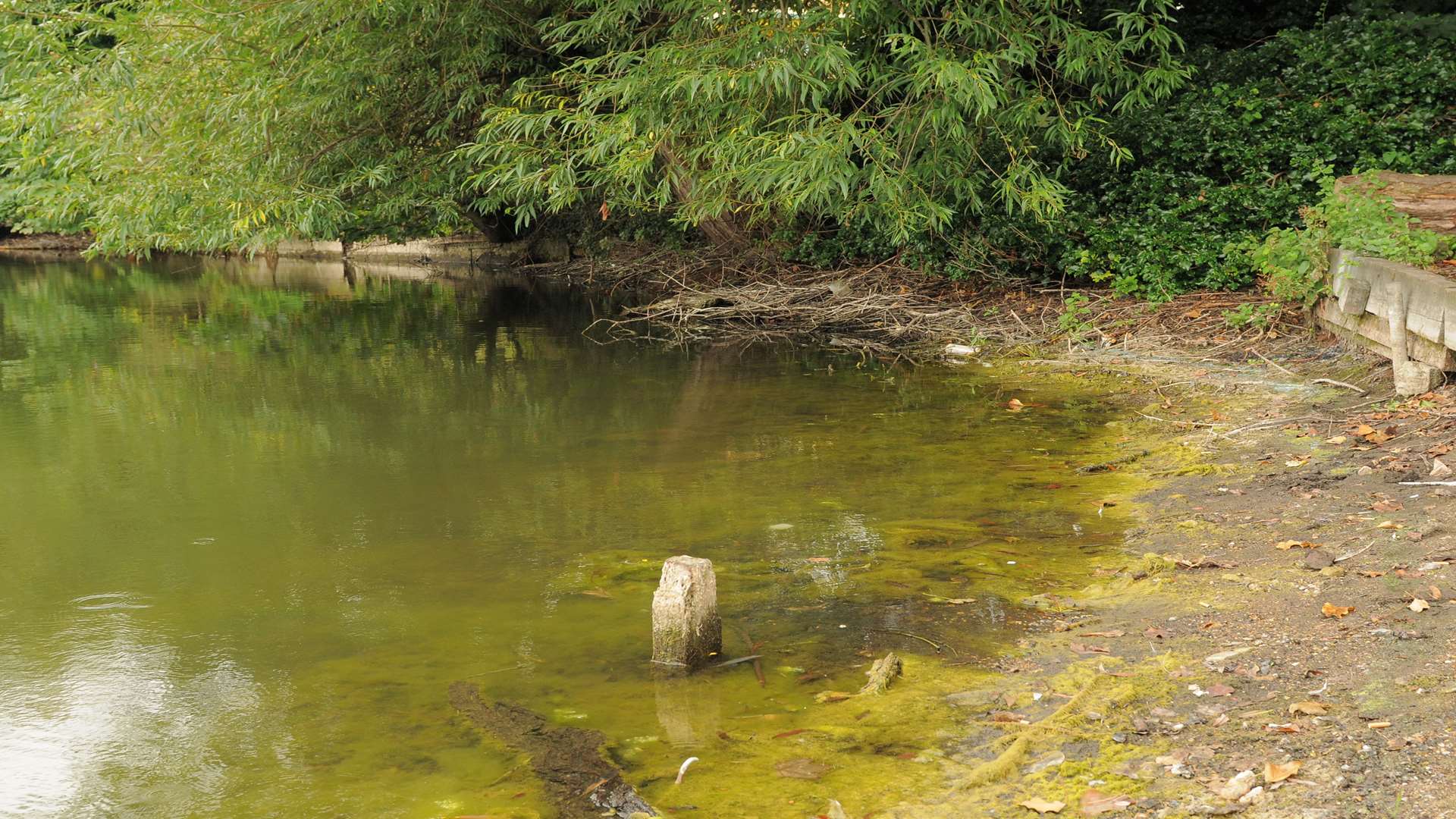 2013: blue-green algae appears at Brooklands Lakes