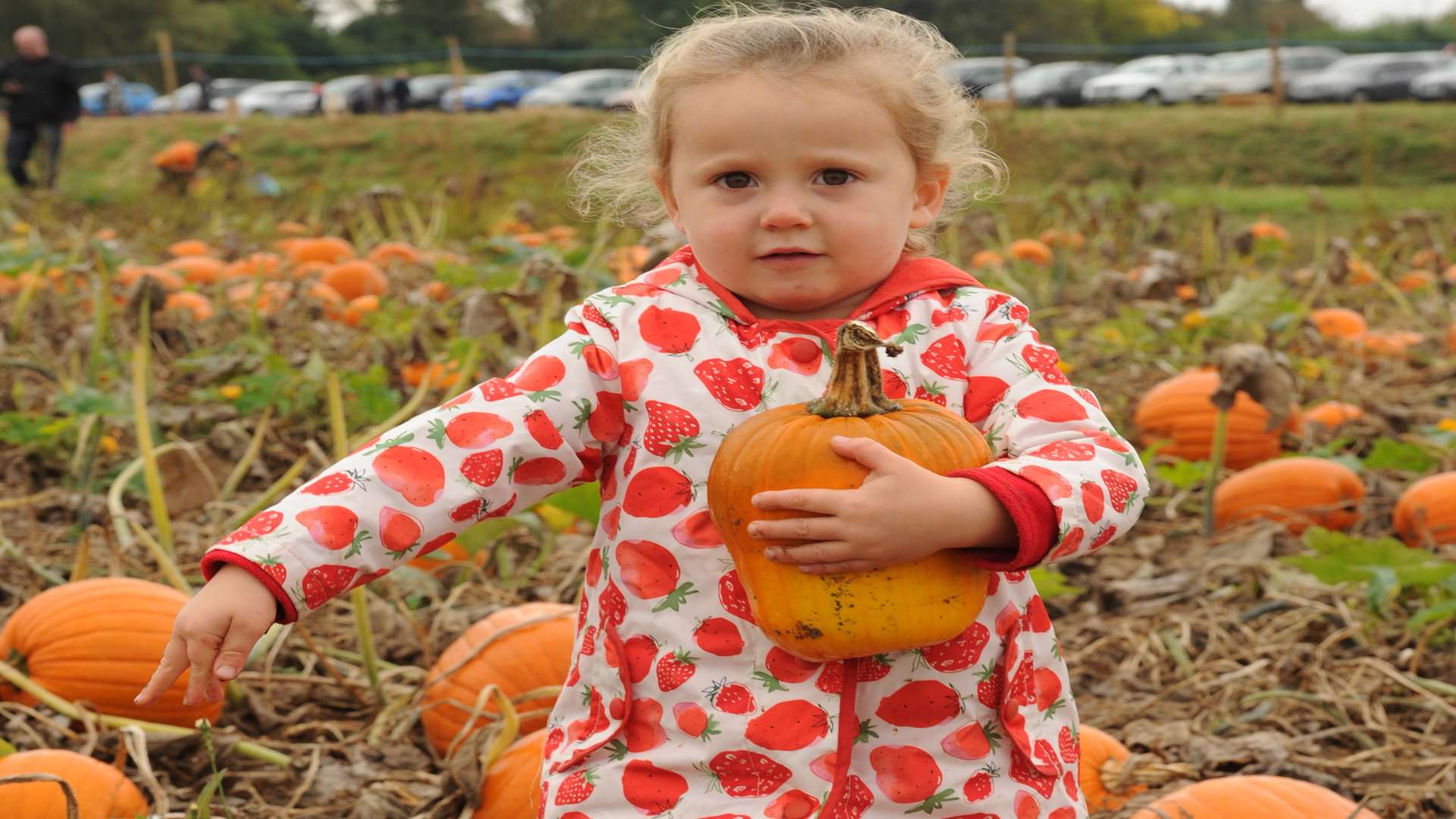 Pick up a pumpkin at Beluncle Farm, Hoo