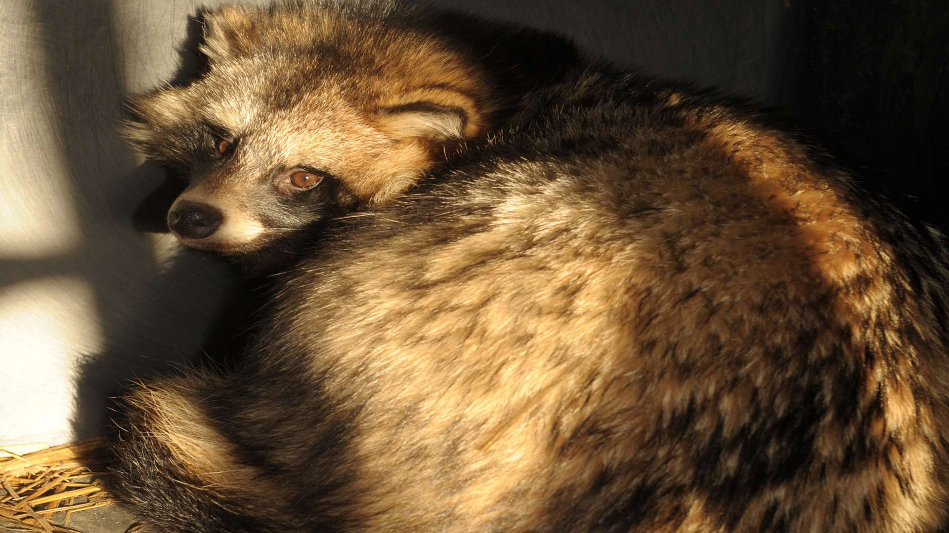 The protesters believe raccoon dog fur is being sold in Maidstone. Stock picture - this animal is not part of the fur trade