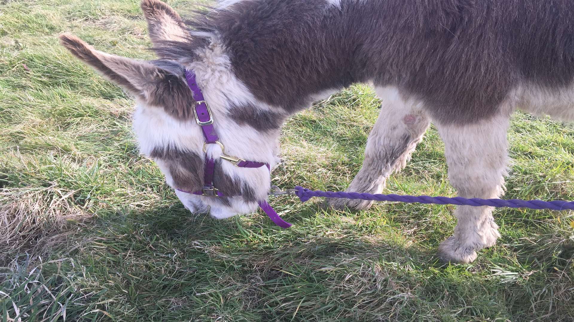 Friday, a previously neglected donkey, was rehomed with Charity in April 2015