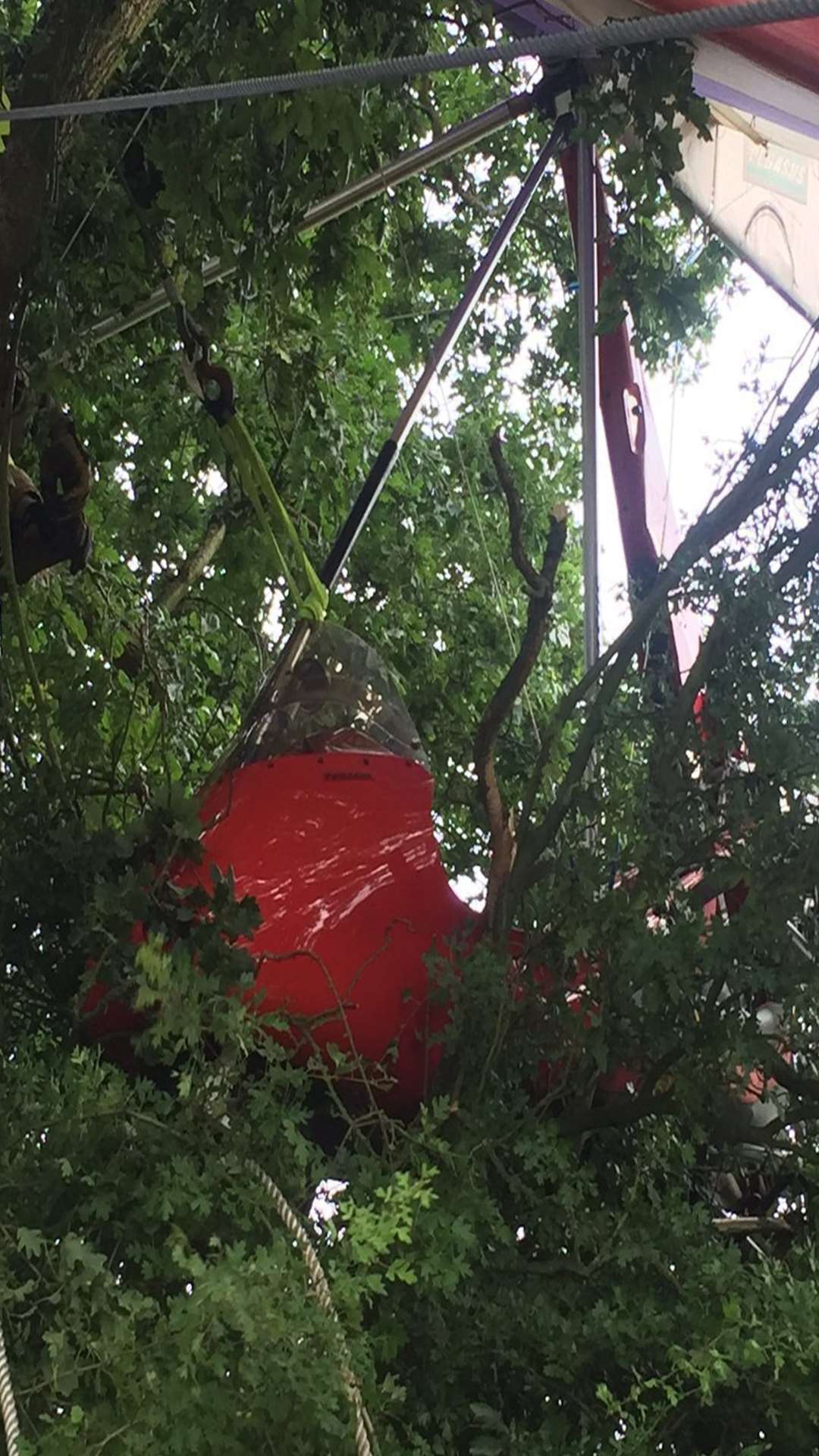 The plane was became wedged in the tree 15ft above the ground. Picture: SECAmbHart