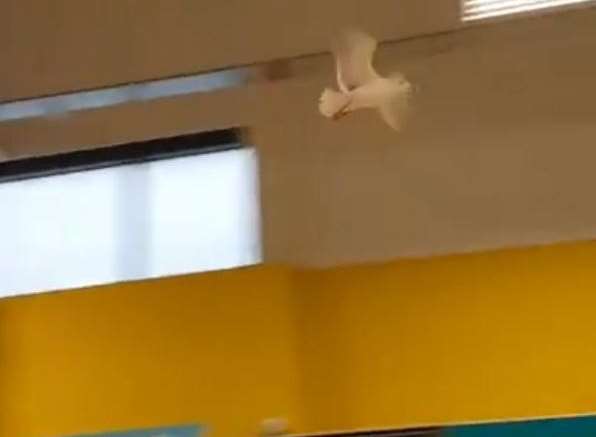 The seagull is thought to have entered the shop trying to steal food from the shelves by the entrance.