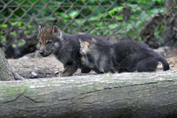 The four wolf cubs ventured out for the first time today (2453231)