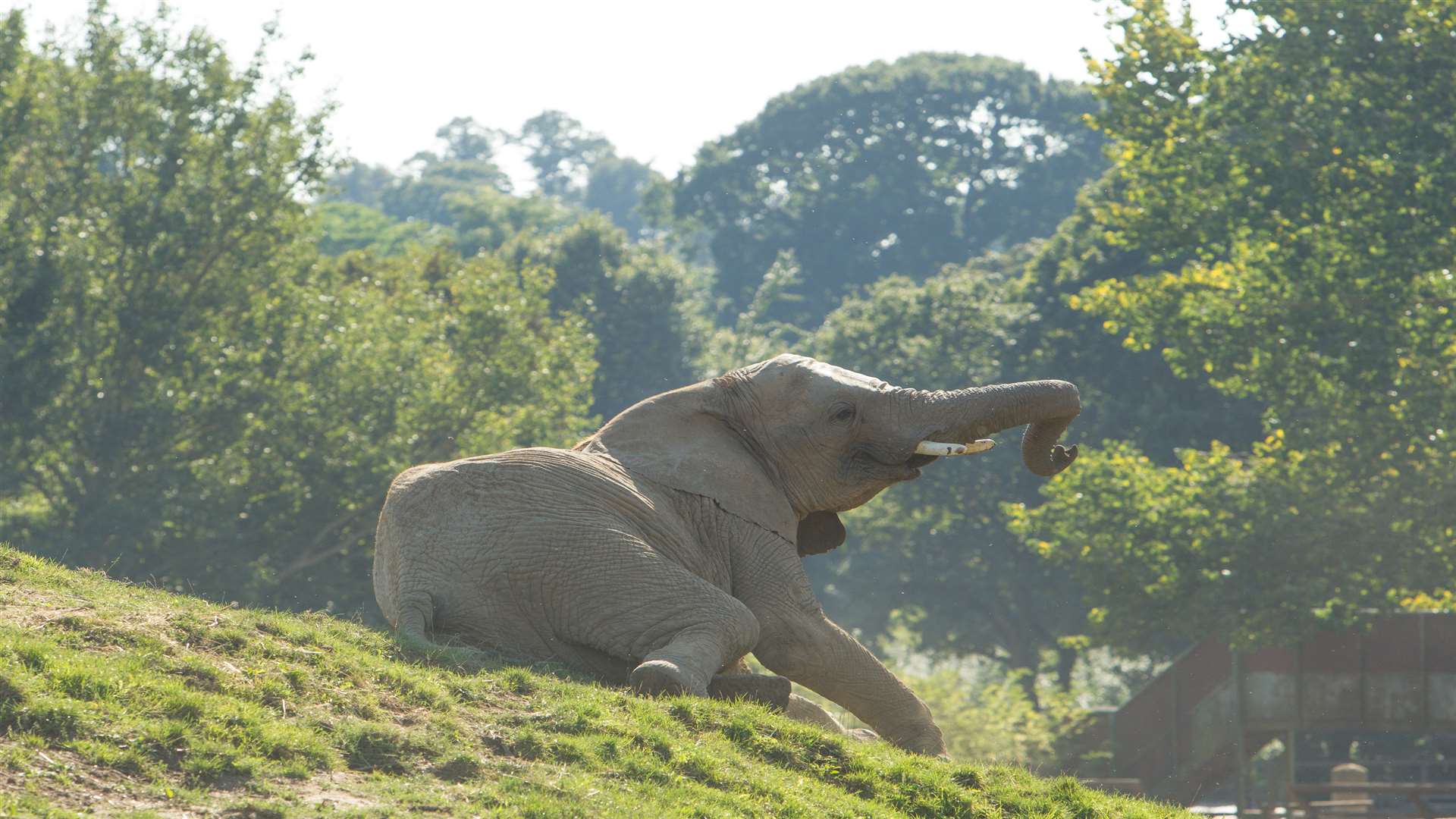 Head to Howletts this bank holiday weekend for your last summer holiday hurrah