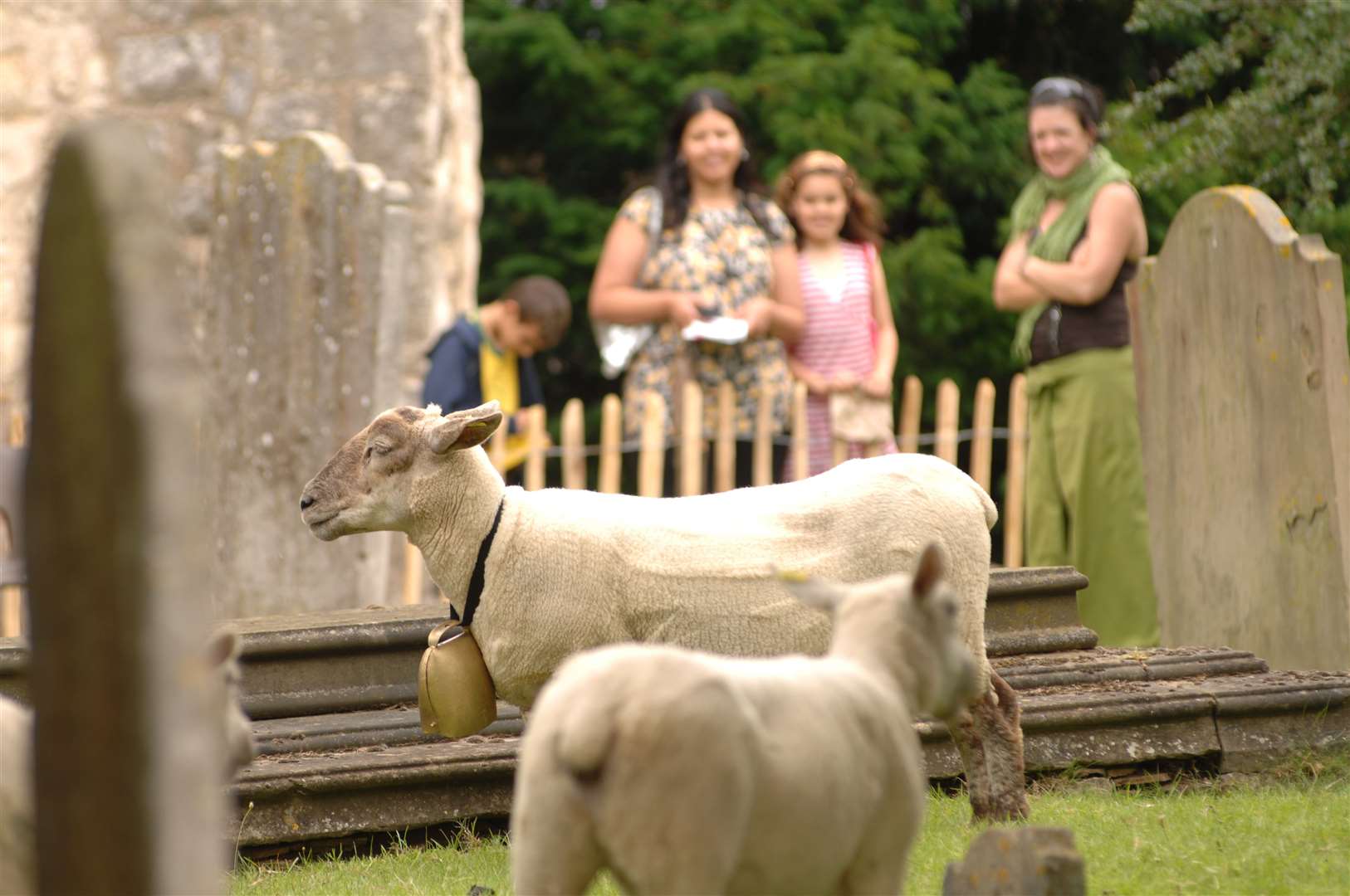 Lost O art installation came to Ashford... 10 sheep wore bells as they grazed in the churchyard during the event