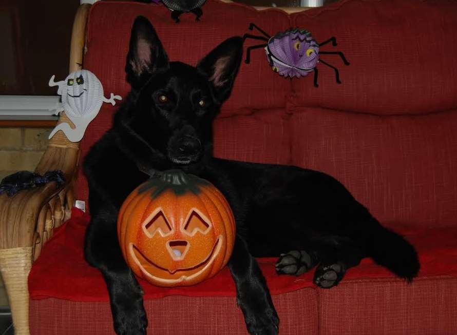 Aren't I supposed to be a black cat? German Shepherd Shadow, from Chequer Lane Ash, resting her head on a pumpkin