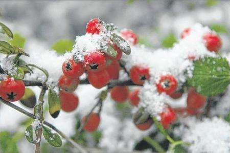 Snow on berries in Whitstable