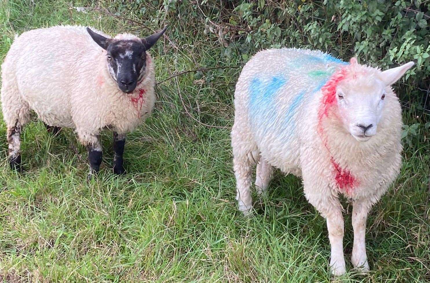 Three sheep were killed at the farm on Station Road, Halstead