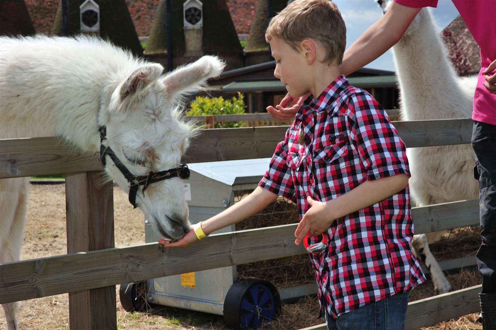 Visitors can see some of the animals at the reopened Hop Farm