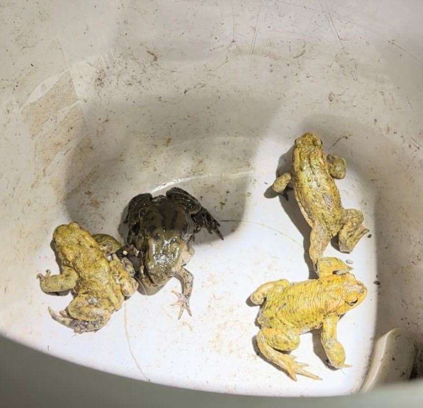 The toads are making their way to the pond to breed but often fall down one of the 60 drain holes on the estate