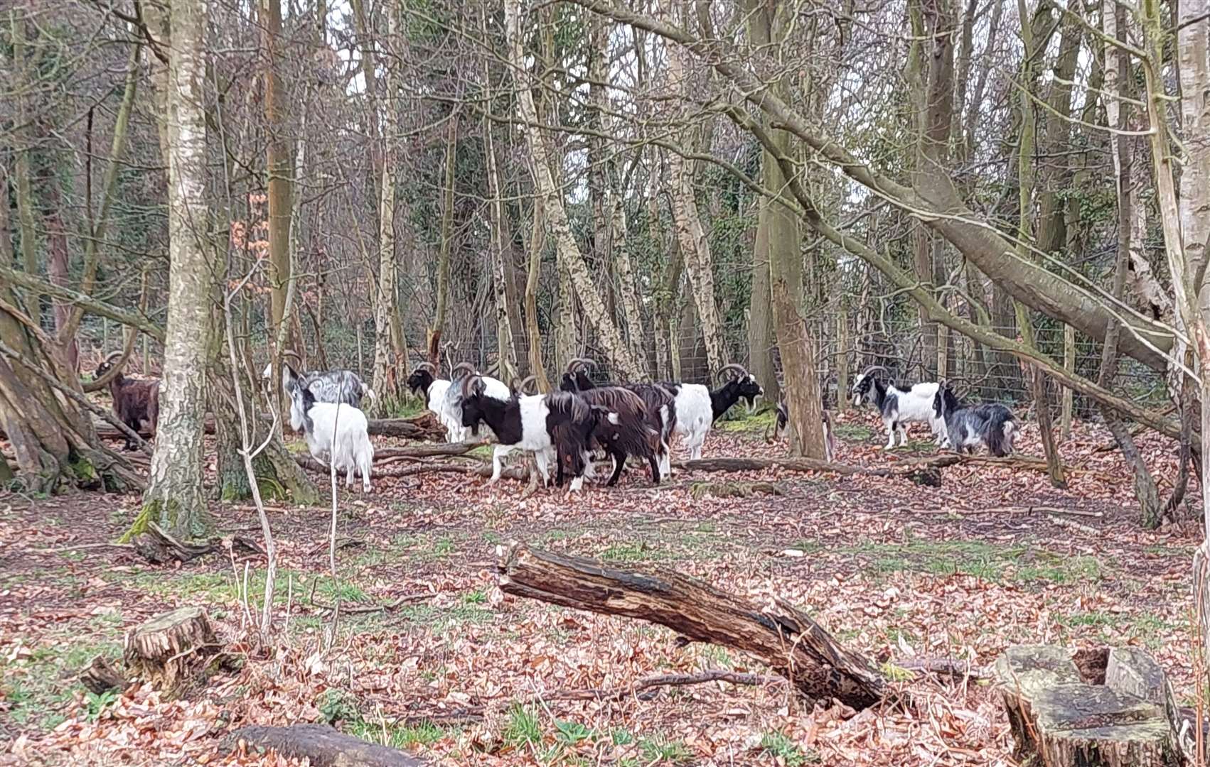 Goats grazing in Bigbury Wood at Chartham
