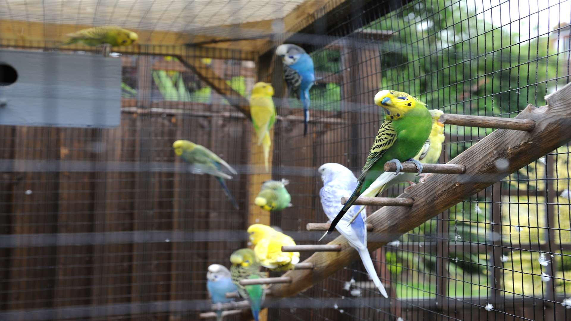 The birds were Julia's pride and joy and lived in an aviary at the back of garden.