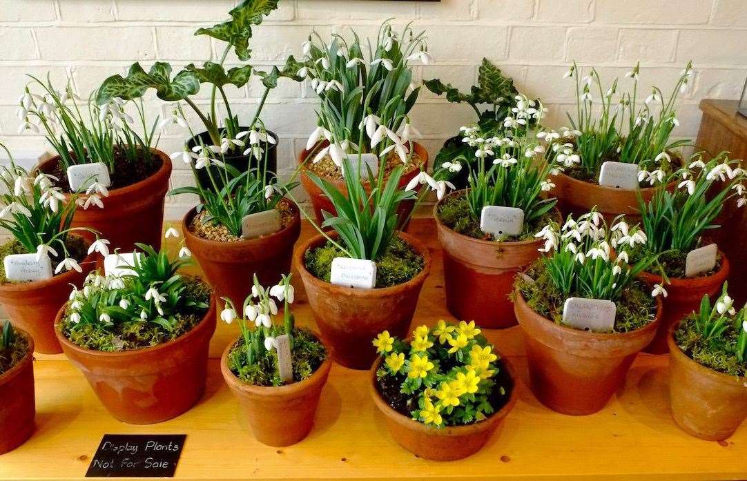 The Plant Fairs Roadshow is an opportunity to buy specialist snowdrops to take home. Picture: Hole Park