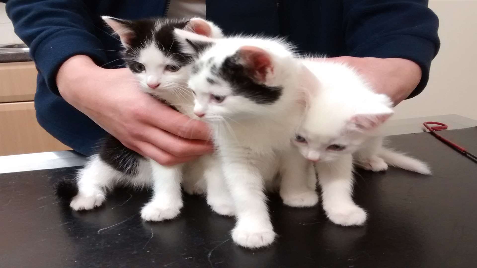 Three tiny kittens were left for dead in an alleyway between two shops in Tunbridge Wells. Picture: RSPCA