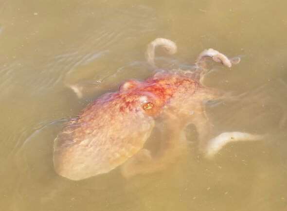 An octopus was spotted in Herne Bay