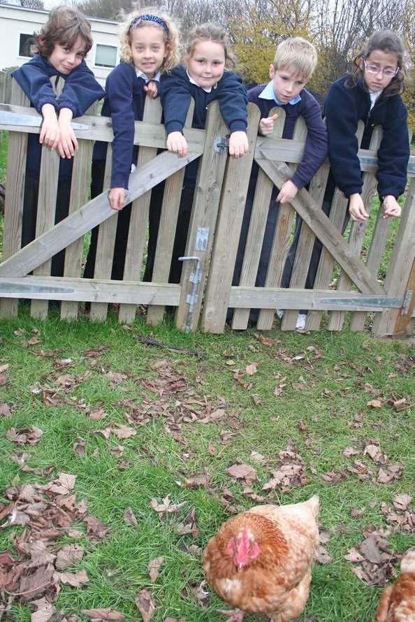The chicken coop was broken into at Bromstone Primary