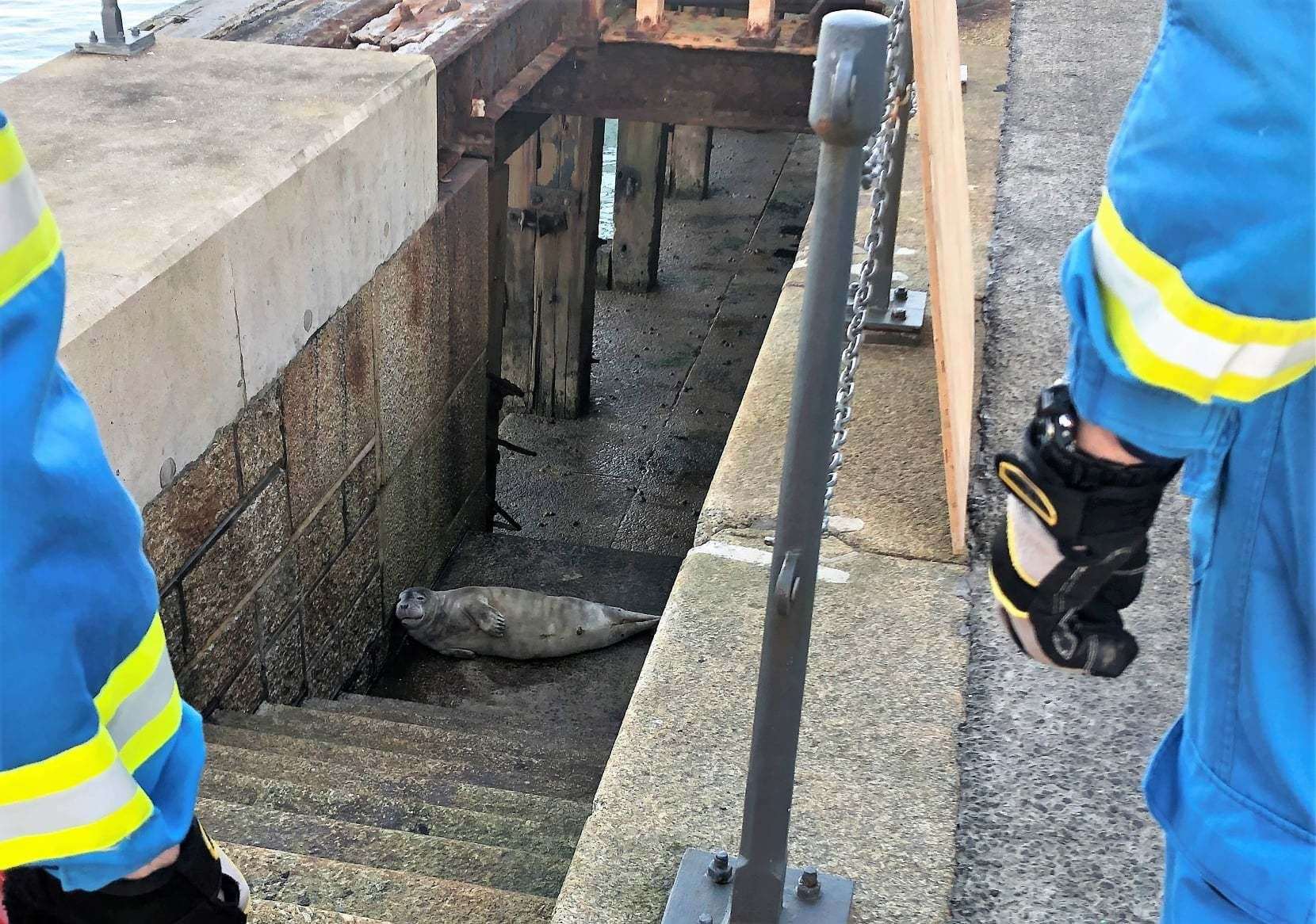 The young seal found on the Harbour Arm in Folkestone. Picture: Folkestone Coastguard