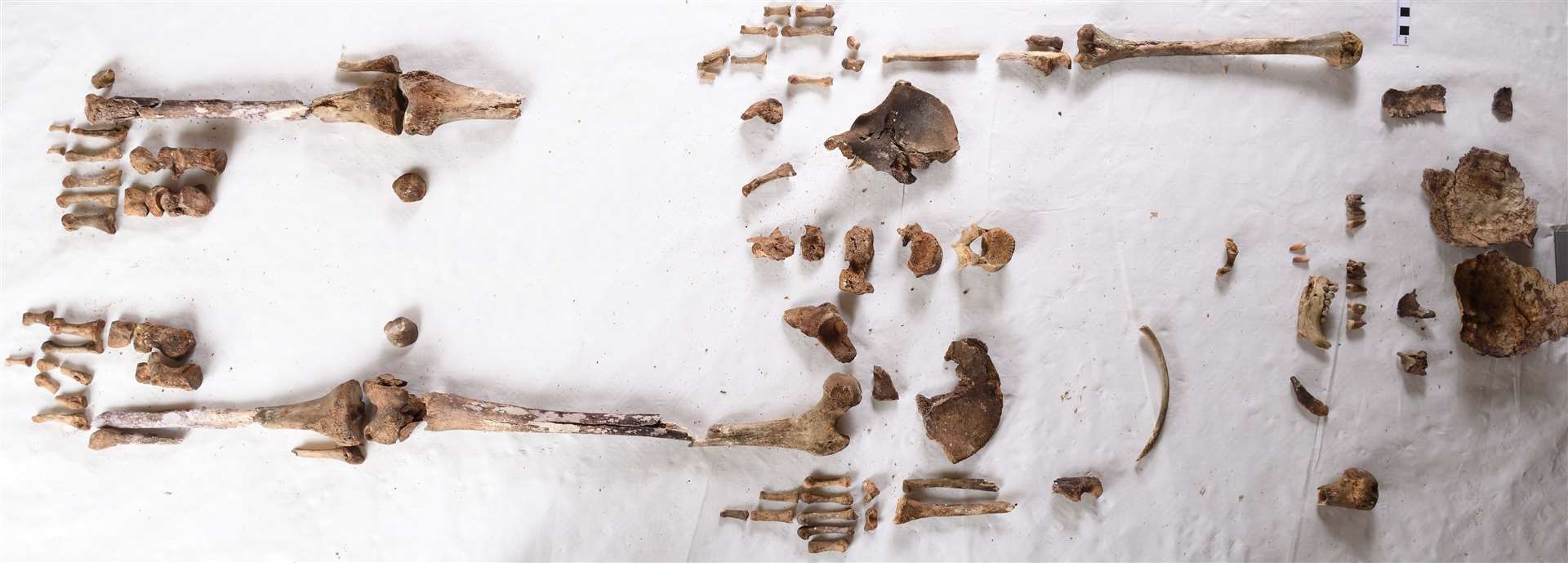 These remains, believed to be those of St Eanswythe, were found in a Folkestone church. Picture: Mark Hourahane