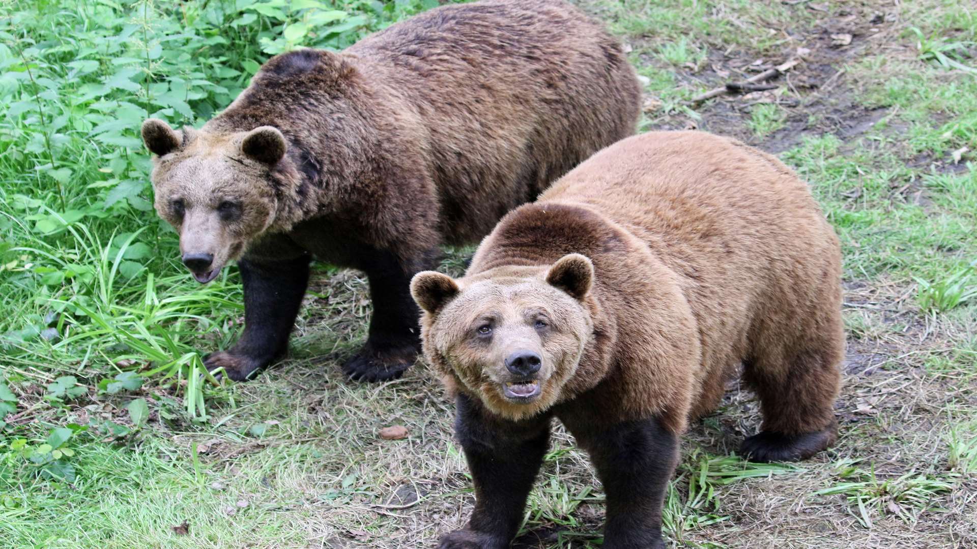 The Kent Big Weekend could put a smile on your face - like these bears at Wildwood