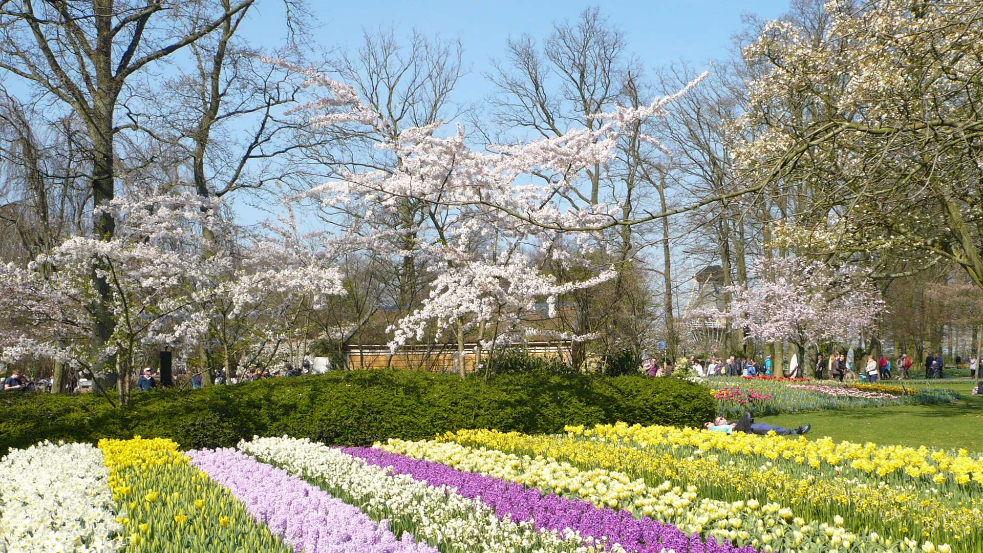 The world-famous Keukenhof flower festival has more than seven million tulips, daffodils and hyacinths on show between March and May