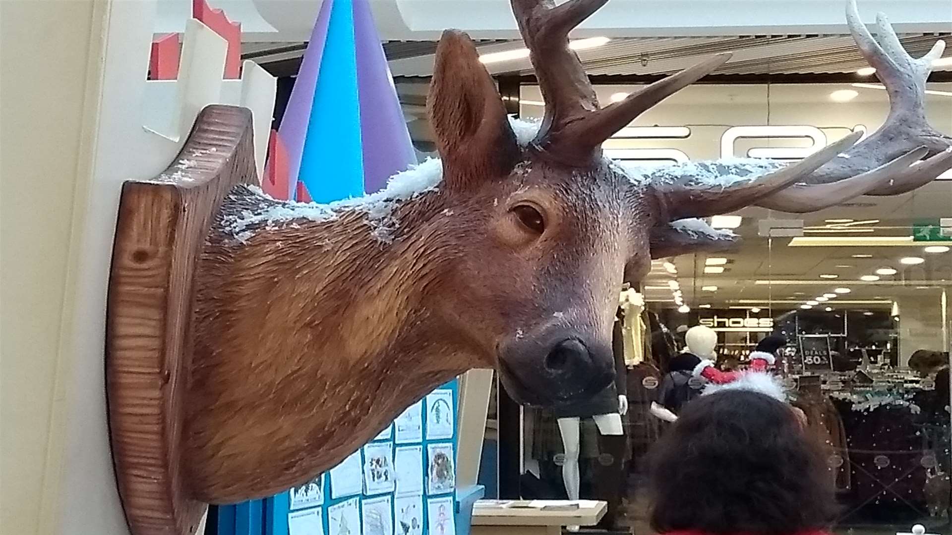 The mounted reindeer head in question