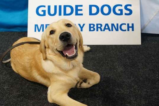Guide Dogs Medway Branch challange teams for KM Big Quiz
