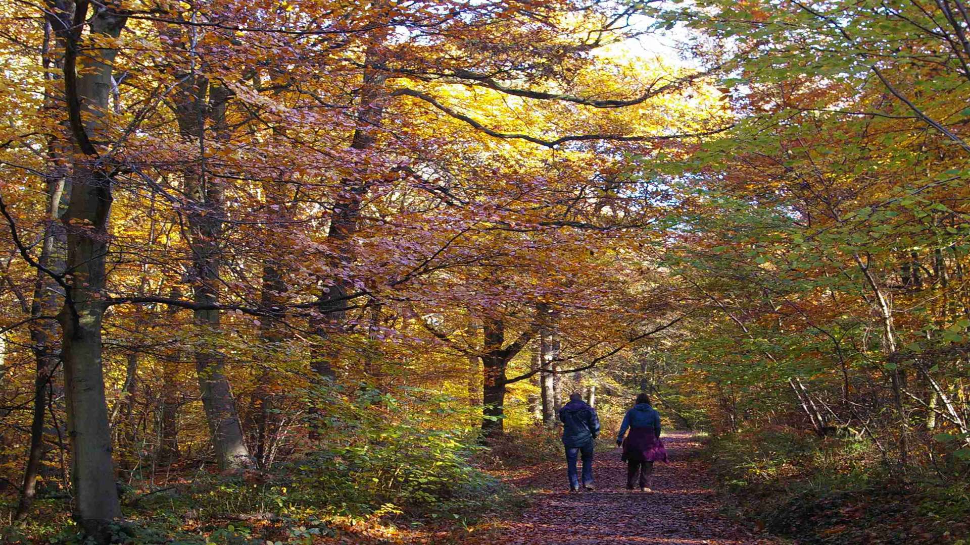 A stroll in Blean Woods Picture: John Davies