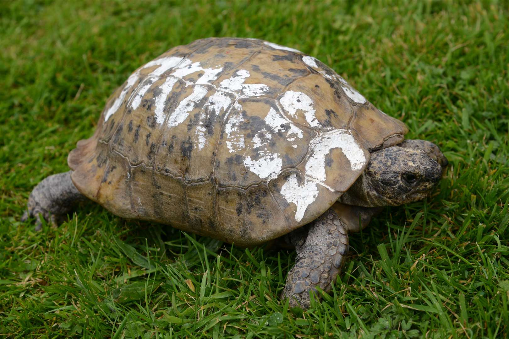 Toby the 109-year-old tortoise