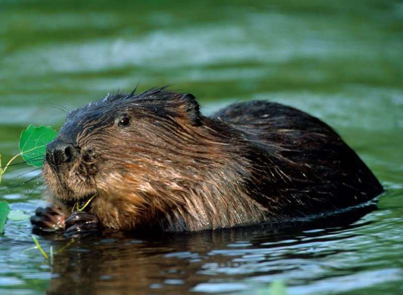 It's hoped there's a colony of beavers in Kent