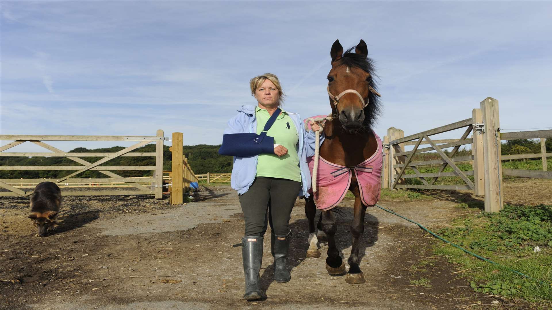 One in five horse owners in Kent have experienced animals being harmed by ragwort