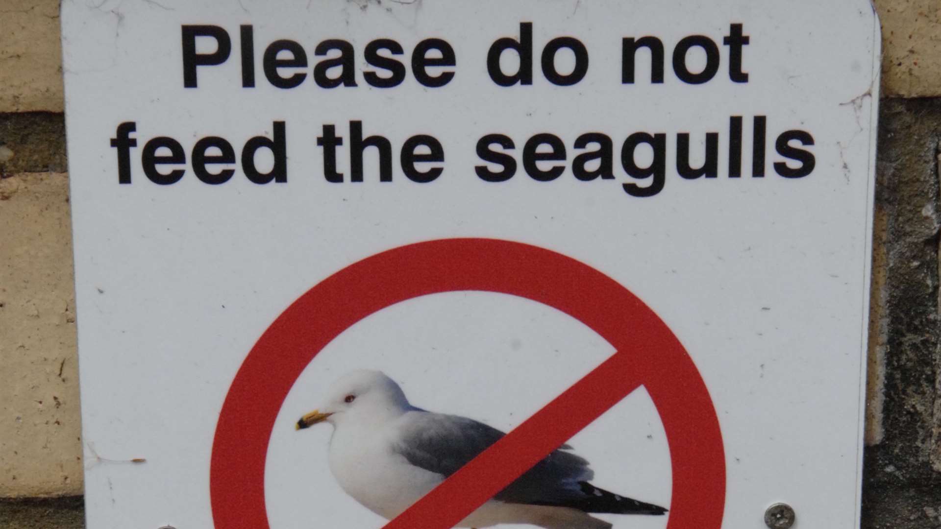 Councillors have previously discussed what to do about the seagull problem