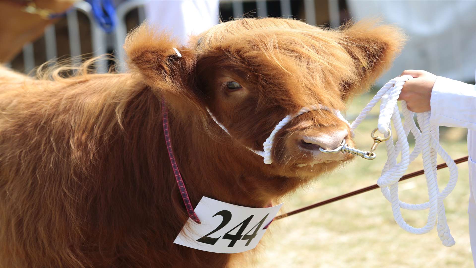 Livestock aren't the only attractions at the Kent County Show