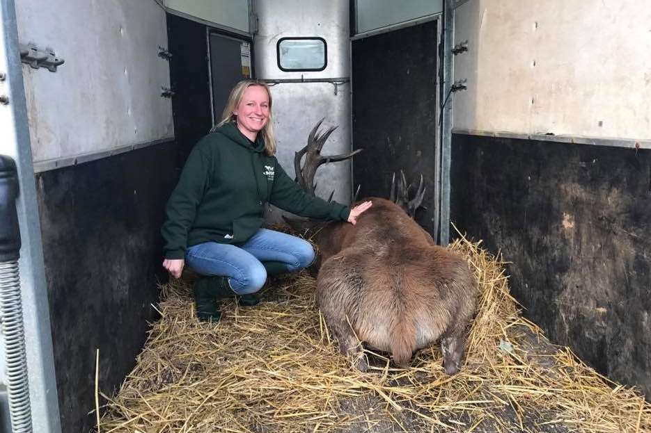 Shelley Cousins with the sedated stag before it was returned home