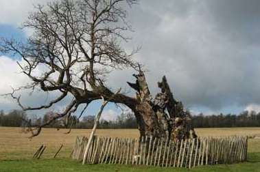 The Sidney Oak tree at Penshurst towards the end of its life